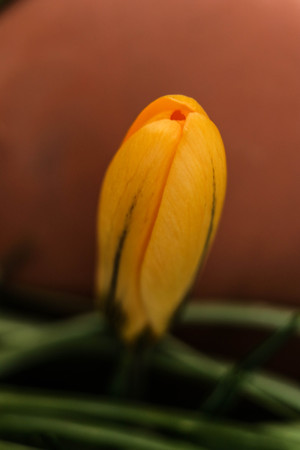 crocus macro with leaves in the backgroundの写真素材