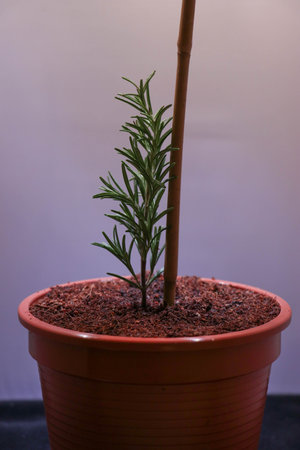 young growing rosemary seedling in a clay potの写真素材