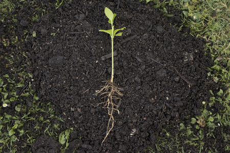 excavated young plant on a small earth pileの写真素材