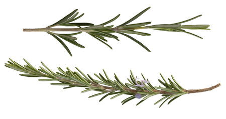 a collection of rosemary leaves isolated on a white backgroundの写真素材