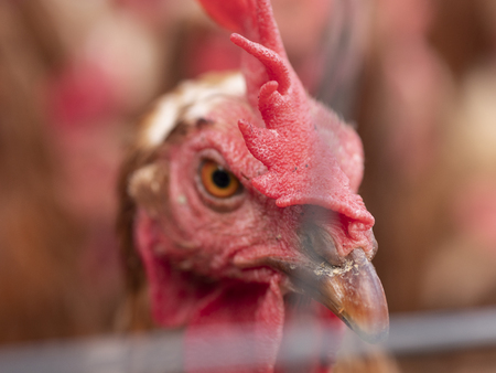 Closeup of brown chickensの写真素材
