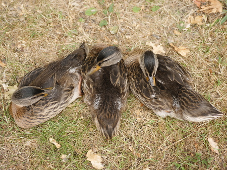 a mallard with her childrenの写真素材