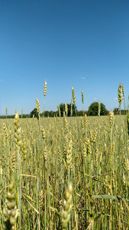 wheat harvest on the field