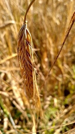wheat harvest on the fieldの写真素材