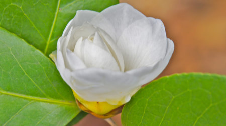 Georgia Spring 4の写真素材