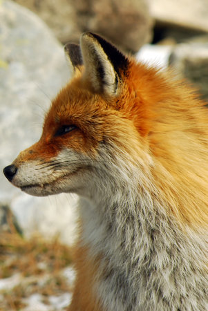 wild red fox