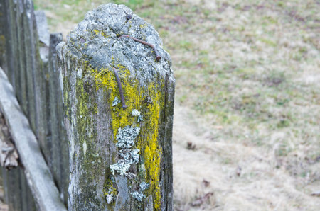 wooden pole of an old yard with yellow moss treeの写真素材