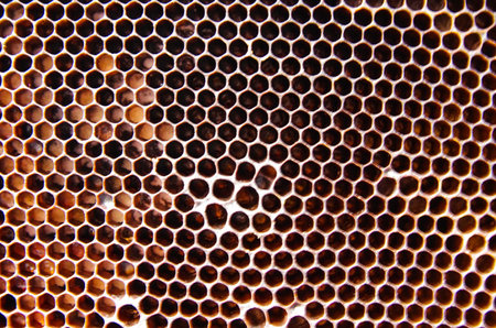honeycomb texture from mountain honey