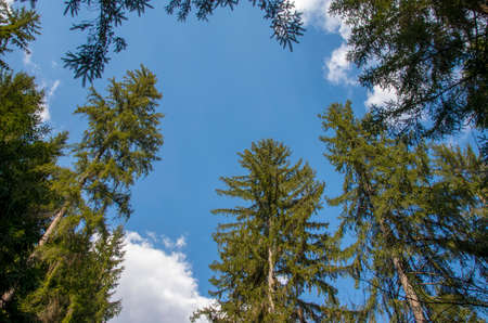 tall firs against the skyの写真素材