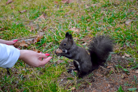 squirrel eating from a woman's handの写真素材