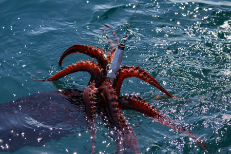 A large squid grips a lure with extended reddish brown tentacles, partially submerged in rippling blue green water reflecting sunlight.の写真素材