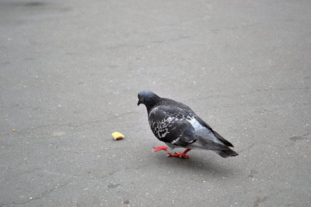 a pigeon in the foreground eating leftover foodの写真素材