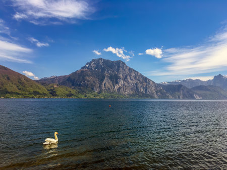 A swan glides on a calm lake in the foreground, with a steep alpine mountain and smaller peaks surrounded by greenery in the background.の写真素材