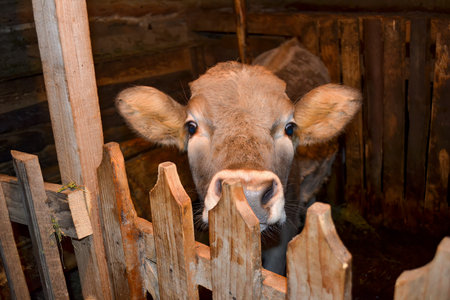 A cow's face is centered, peering over a wooden fence inside a barn. Warm lighting highlights its light brown fur and the wooden planks in the background.の写真素材