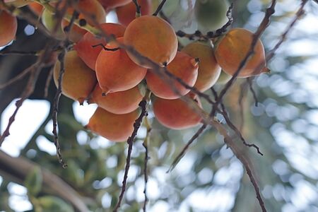 ripe areca-nutの写真素材