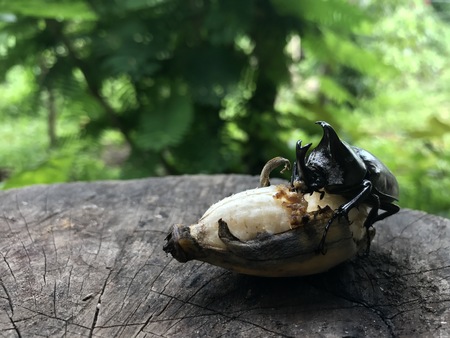 The black little male Dynastes hercules eating a banana.の写真素材