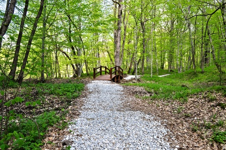 Forest crushed stone path with a small bridgeの写真素材