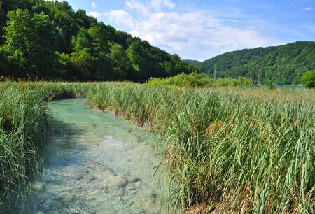 A small stream with fish flowing slowly through high reedの写真素材