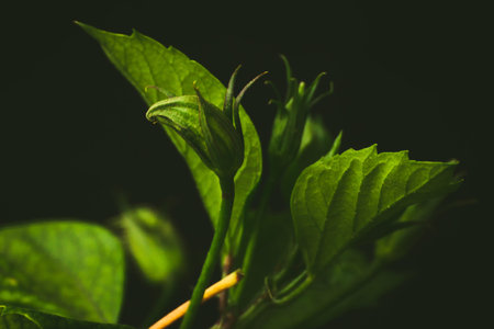 Flora - Shot of a bud ready to blossom