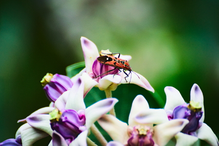 Pollination - a busy bug carrying pollens to flowers in a gardenの写真素材