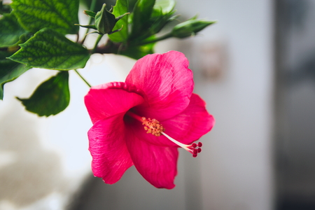 Nature's Gift - Vibrant red hibiscus flower!の写真素材