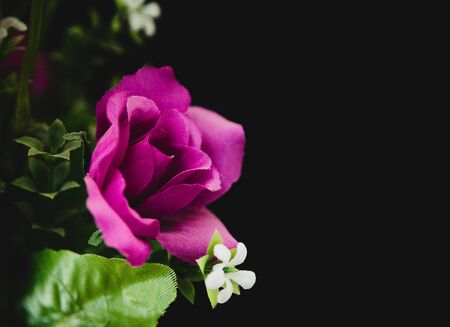 Lovely purple rose - symbol of loveの写真素材