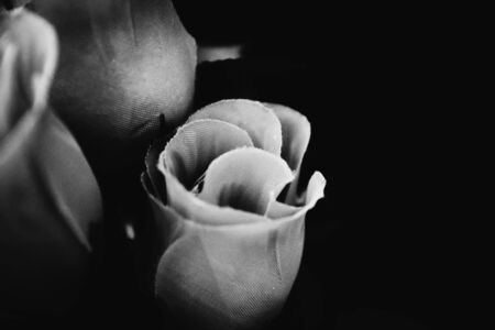 Lovely rose flowersの写真素材