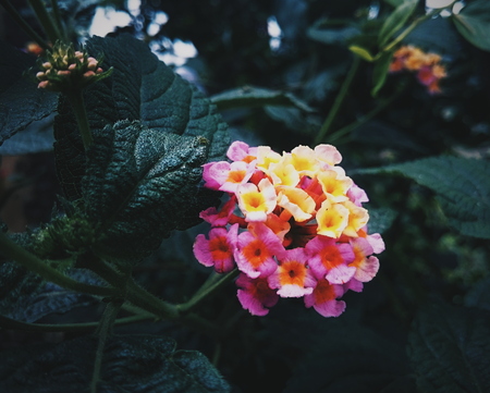 Nature's gift - Vibrant flower in a gardenの写真素材