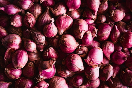 Fresh shallots picked from a nearby market.の写真素材