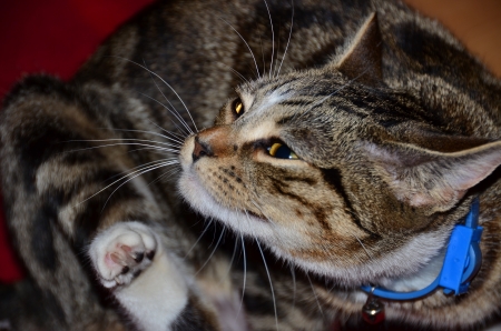 pretty kittyの写真素材