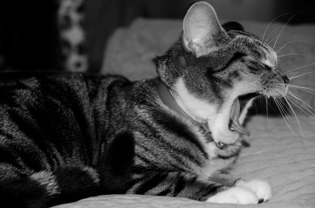 yawning, beautiful cat seated on my bedの写真素材