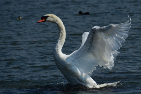 lovely swanの写真素材