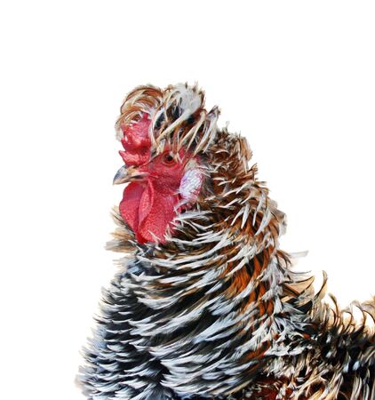 Portrait of a colorful cock isolated on white の写真素材