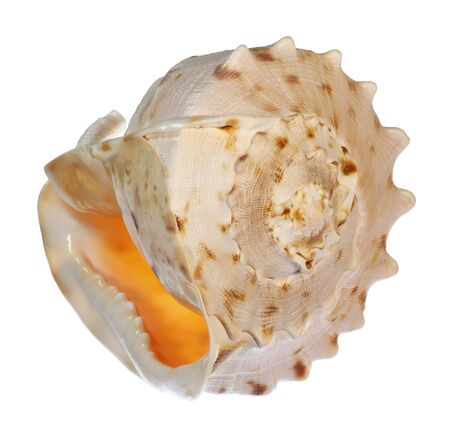 A lovely conch shell, isolated on white の写真素材