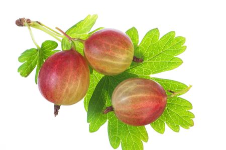 Closeup of ripe gooseberry with leaf isolated on white の写真素材
