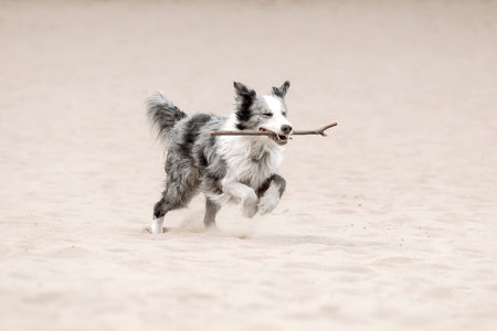 Border Collie dog walking during Fall season. Dog in autumn.の写真素材