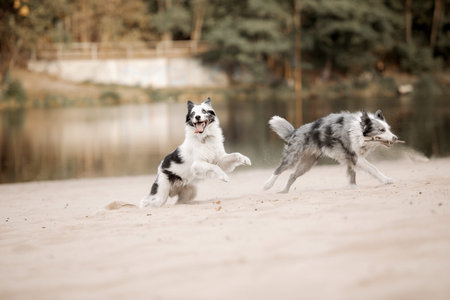 Two Border Collie dog running. Fall season.
