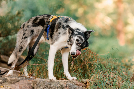 Beautiful Border Collie dog breed in the park.