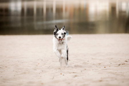Border Collie dog walking during Fall season. Dog in autumn.の写真素材