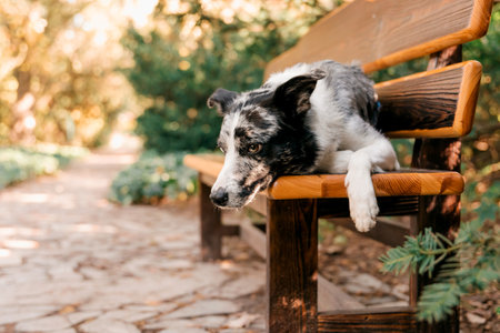 dog lying on a bench in the parkの写真素材