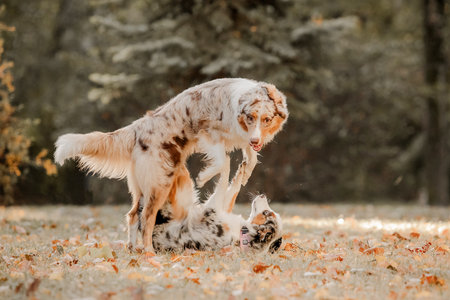 Two Australian shepherd dogs play fighting in autumnの写真素材