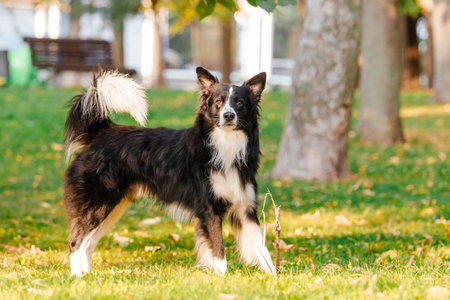 Border Collie dog breed in the park. Fall season. Autumnの写真素材
