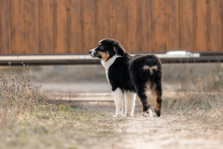 Australian Shepherd puppy. Fall seasonの写真素材
