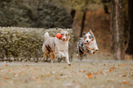 Two Australian shepherd dogs play fighting in autumnの写真素材