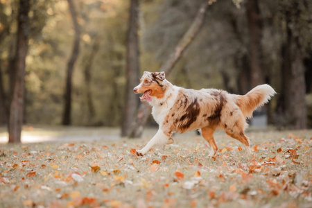 Australian shepherd dog on a walk in the park. Fall seasonの写真素材