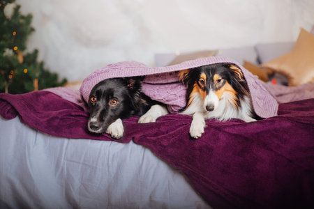 Border Collie and Sheltie (Shetland Sheepdog) Dogs in Festive Christmas and New Year Decorations