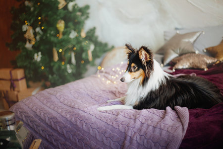 Shetland Sheepdog adorned in festive Christmas and New Year decorationsの写真素材