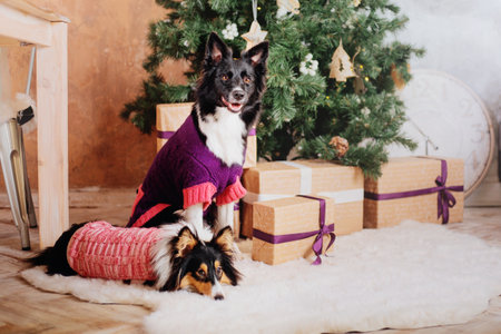 Border Collie and Sheltie (Shetland Sheepdog) Dogs in Festive Christmas and New Year Decorationsの写真素材