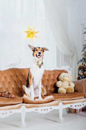 Happy New Year, Christmas holidays and celebration, Dog (pet) in the room near the Christmas treeの写真素材