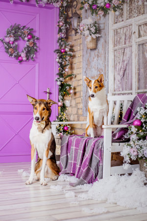 Happy New Year, Christmas holidays and celebration, Dog (pet) in the room near the Christmas treeの写真素材
